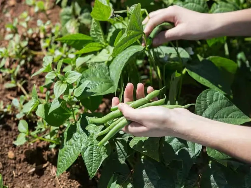 High Tech Bean Farming 2