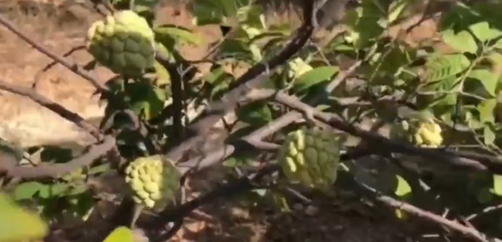 બાબુભાઈ પટેલ: Organic Horticulture Farming દ્વારા પ્રાકૃતિક સફળતા 3 Organic Horticulture Farming 1