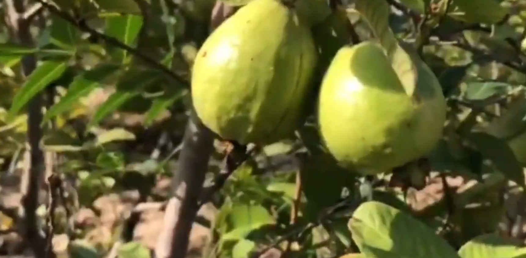 બાબુભાઈ પટેલ: Organic Horticulture Farming દ્વારા પ્રાકૃતિક સફળતા 2 Organic Horticulture Farming 2