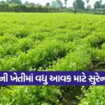 Surendra K 3 Variety Paddy 1