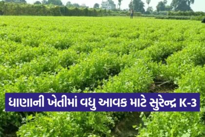 Surendra K 3 Variety Paddy 1