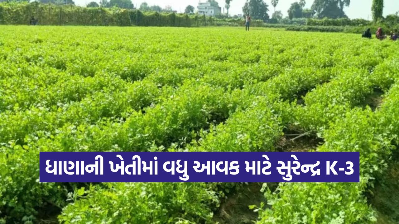 Surendra K 3 Variety Paddy 1