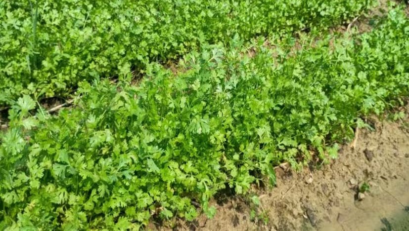 Surendra K-3 Variety Paddy: ધાણાની ખેતી માટે શ્રેષ્ઠ વિકલ્પ: સુરેન્દ્ર K-3 વેરાયટી 3 Surendra K 3 Variety Paddy 1