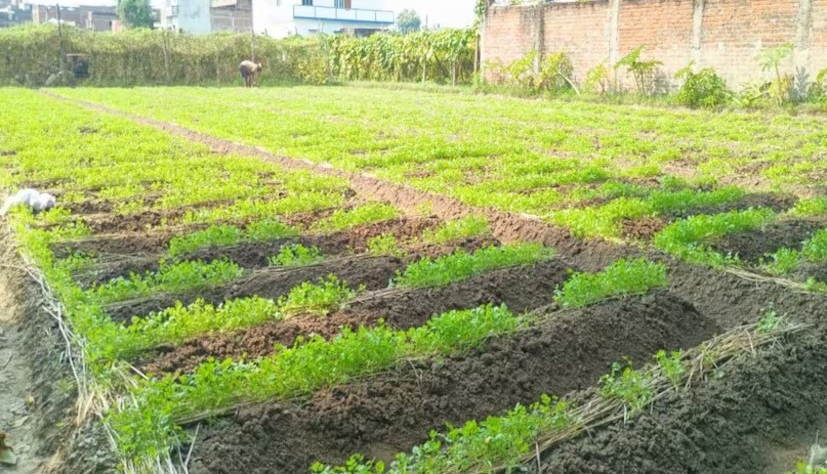 Surendra K-3 Variety Paddy: ધાણાની ખેતી માટે શ્રેષ્ઠ વિકલ્પ: સુરેન્દ્ર K-3 વેરાયટી 2 Surendra K 3 Variety Paddy 2