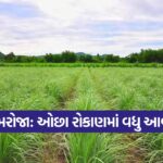 Palmarosa Grass Cultivation 1