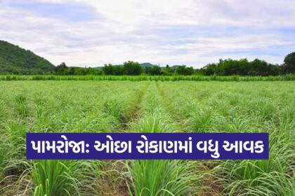 Palmarosa Grass Cultivation 1