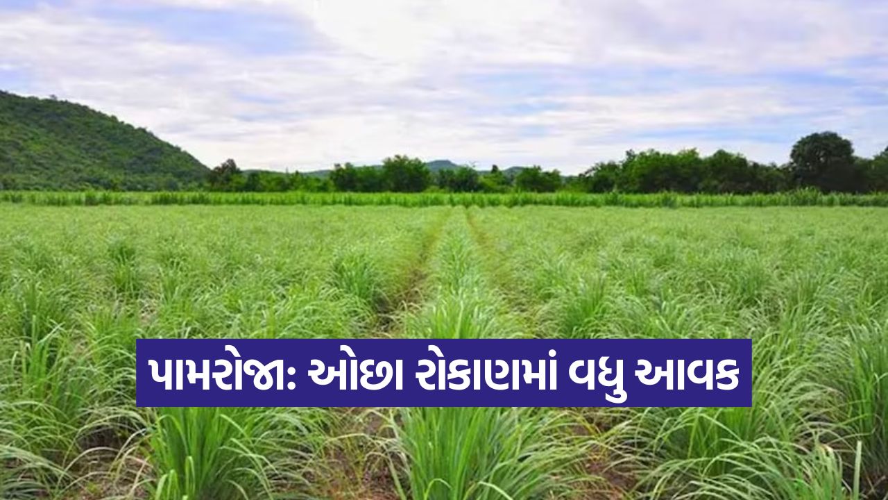 Palmarosa Grass Cultivation 1