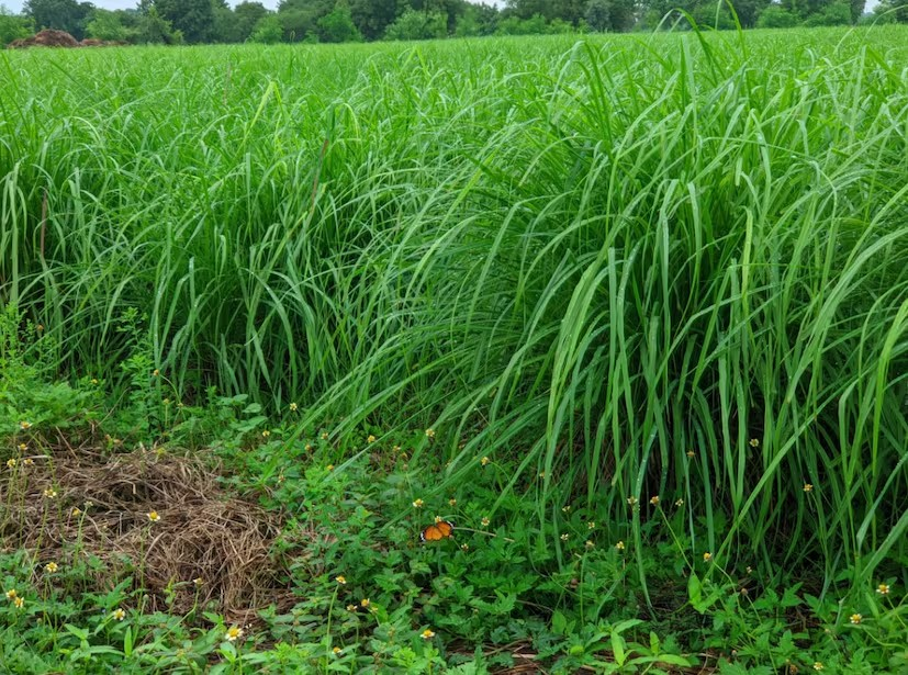 Palmarosa Grass Cultivation 2