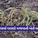 Ajma Crop Damage in Gujarat