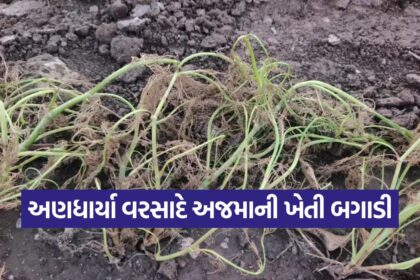Ajma Crop Damage in Gujarat