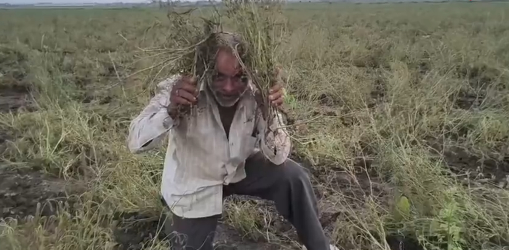 Ajma Crop Damage in Gujarat