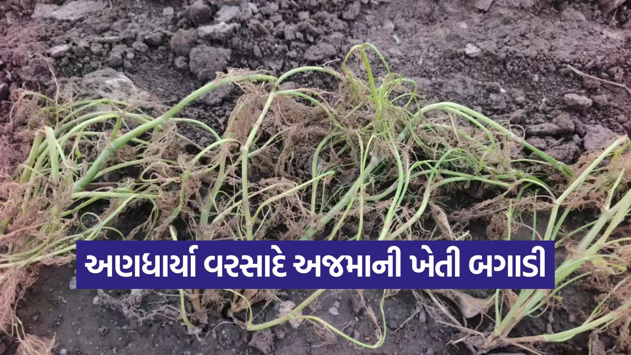 Ajma Crop Damage in Gujarat