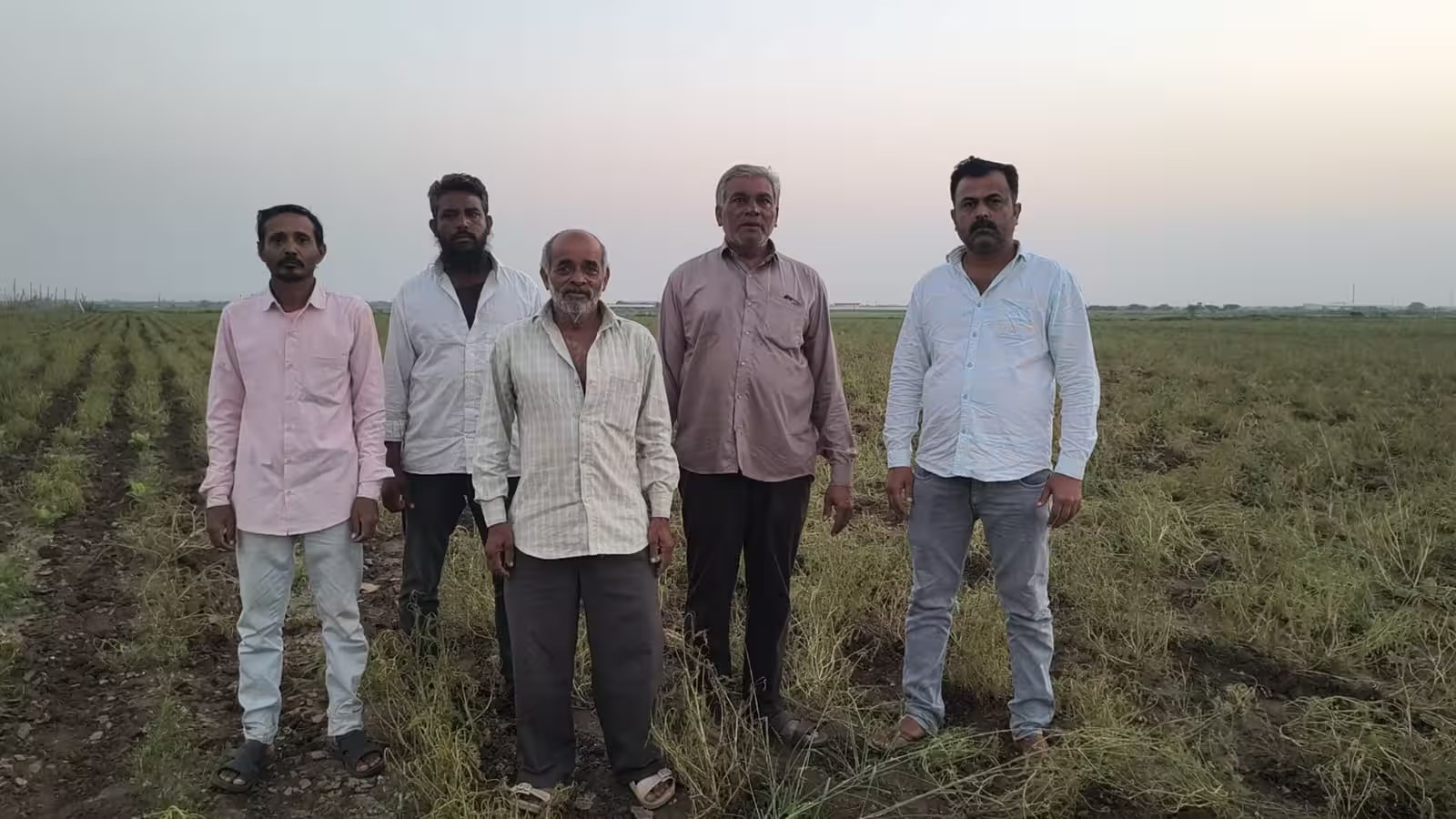 Ajma Crop Damage in Gujarat
