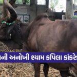 Shyam Kapila Kankrej Cow 1