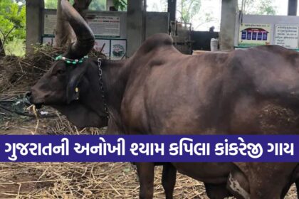 Shyam Kapila Kankrej Cow 1
