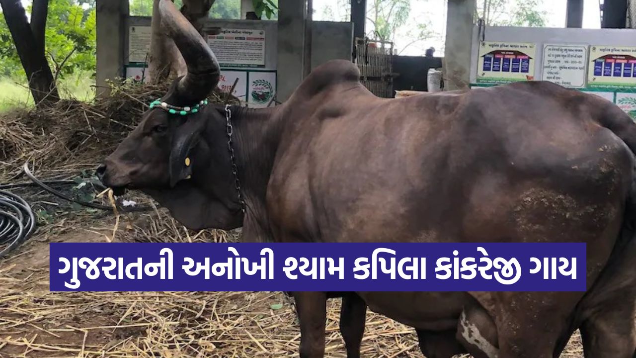 Shyam Kapila Kankrej Cow 1