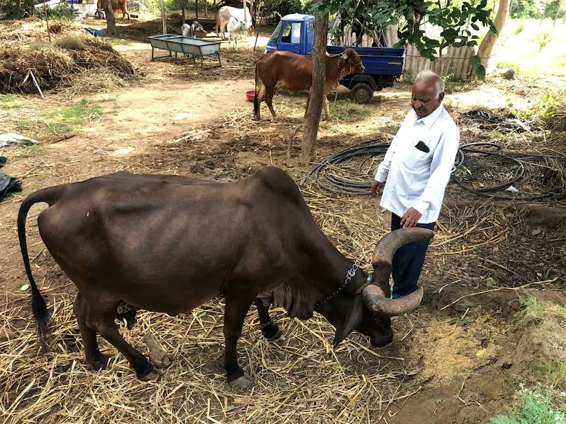 Shyam Kapila Kankrej Cow: નિવૃત ડૉક્ટર નટવરદાન ગઢવીનું પ્રેરણાદાયક પશુપાલન જીવન 2 Shyam Kapila Kankrej Cow 1
