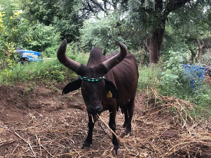 Shyam Kapila Kankrej Cow: નિવૃત ડૉક્ટર નટવરદાન ગઢવીનું પ્રેરણાદાયક પશુપાલન જીવન 3 Shyam Kapila Kankrej Cow
