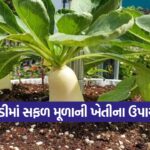 Radish Farming Tips 1