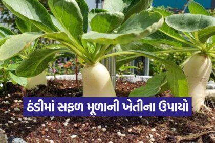 Radish Farming Tips 1