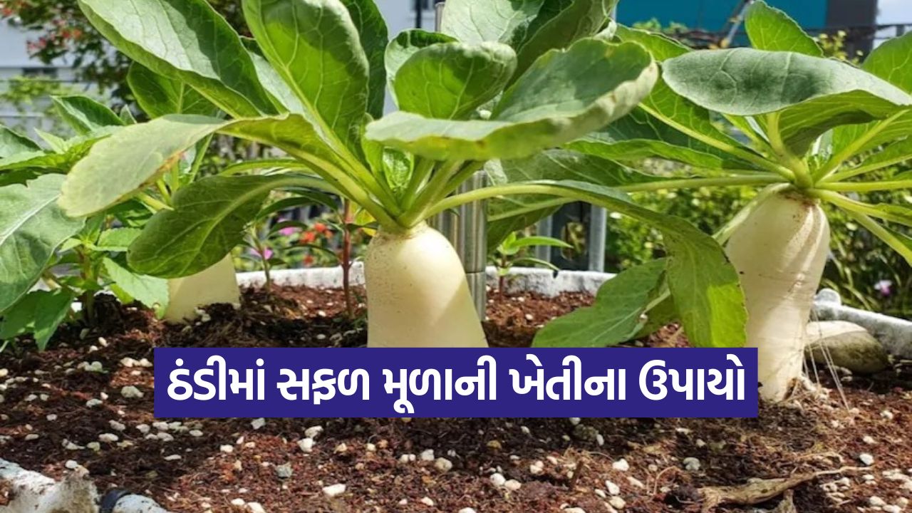 Radish Farming Tips 1