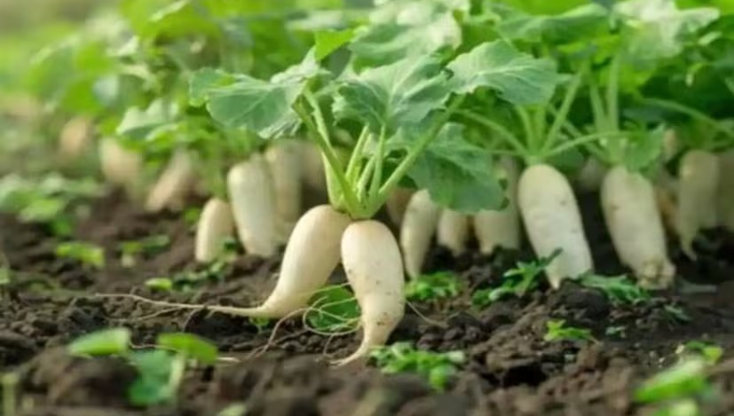 Radish Farming Tips 1