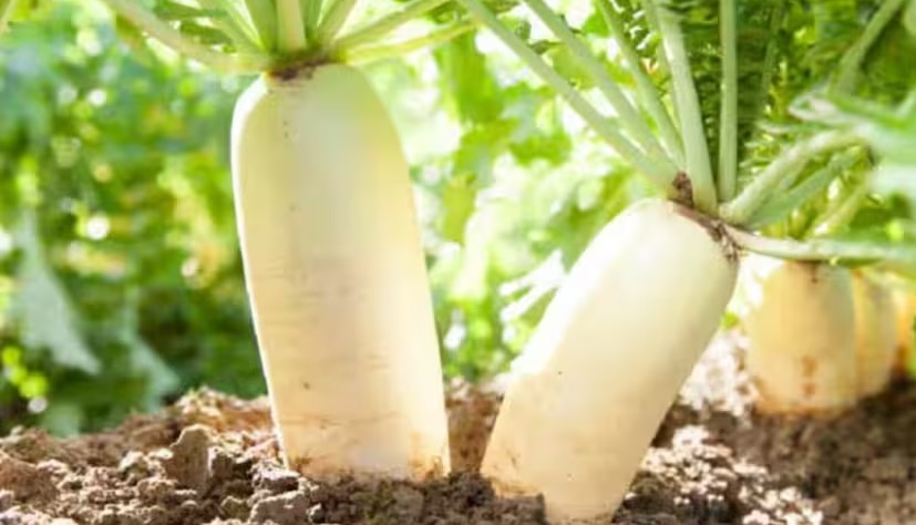 Radish Farming Tips 2