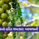 Amla Farming in Pushkar 1