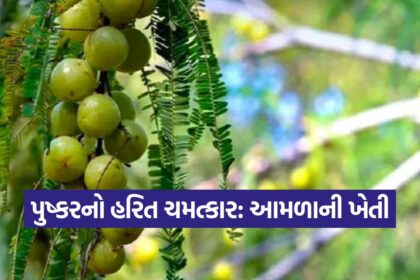 Amla Farming in Pushkar 1