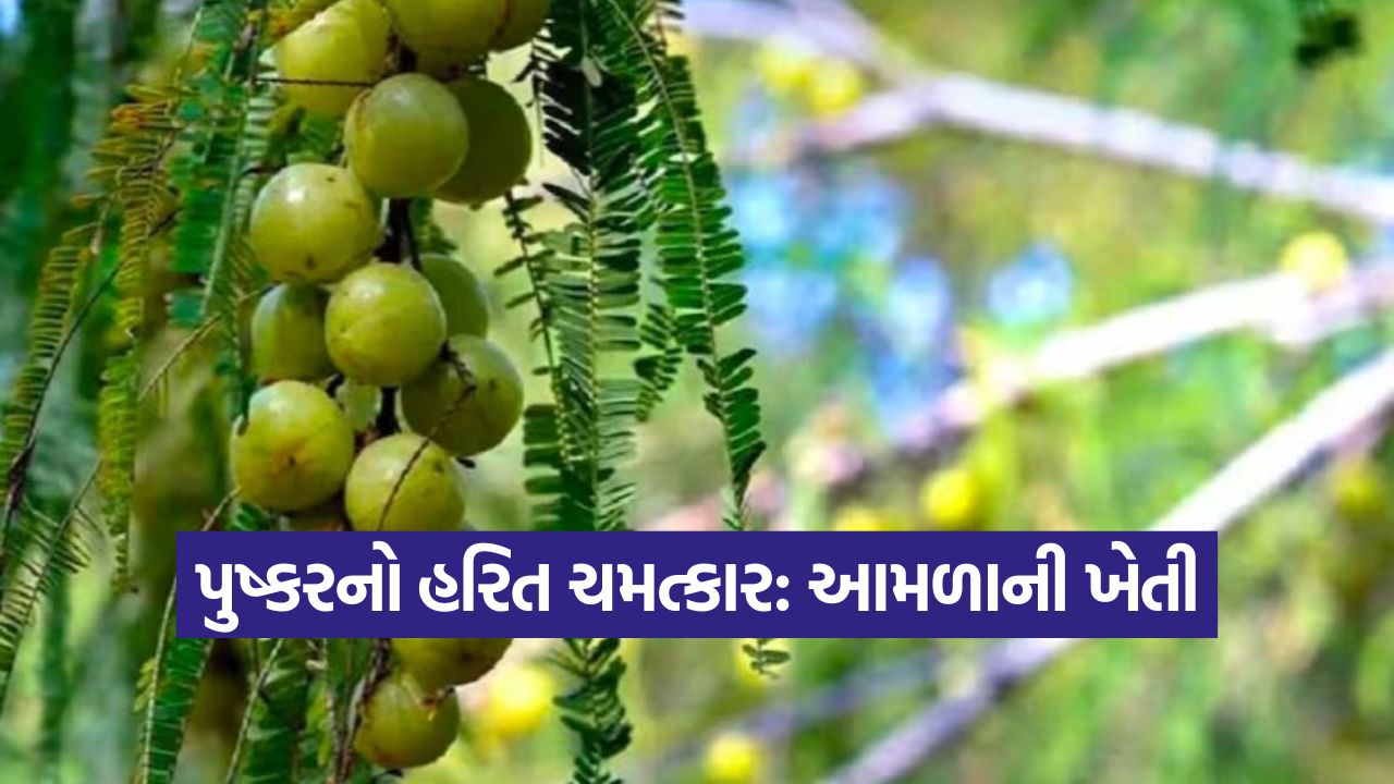 Amla Farming in Pushkar 1