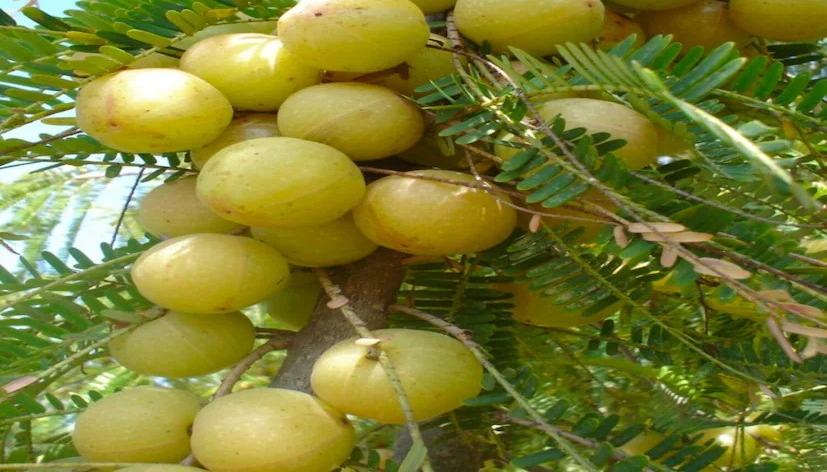 Amla Farming in Pushkar 1