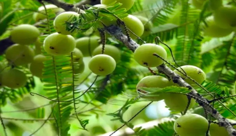 Amla Farming in Pushkar 2
