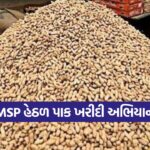 MSP Procurement in Gujarat 1