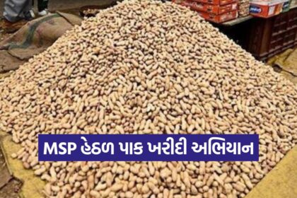 MSP Procurement in Gujarat 1