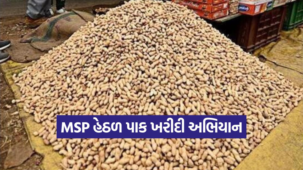 MSP Procurement in Gujarat 1