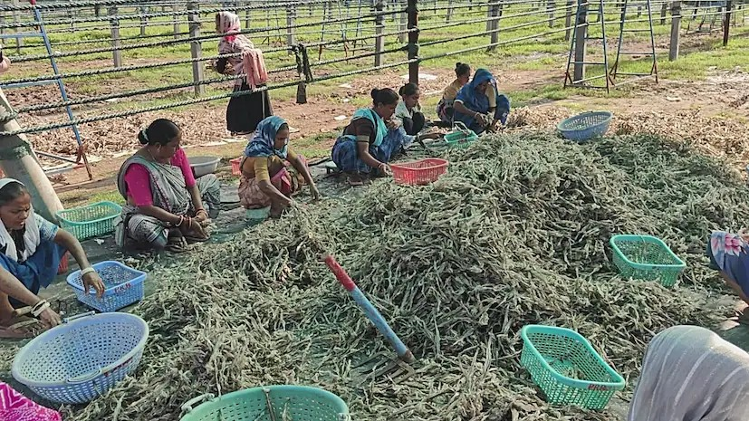 જાફરાબાદનું દરિયાઈ ધન: "Bombay Duck" માછલીથી કરોડો રૂપિયાનો વેપાર 3 Bombay Duck 1