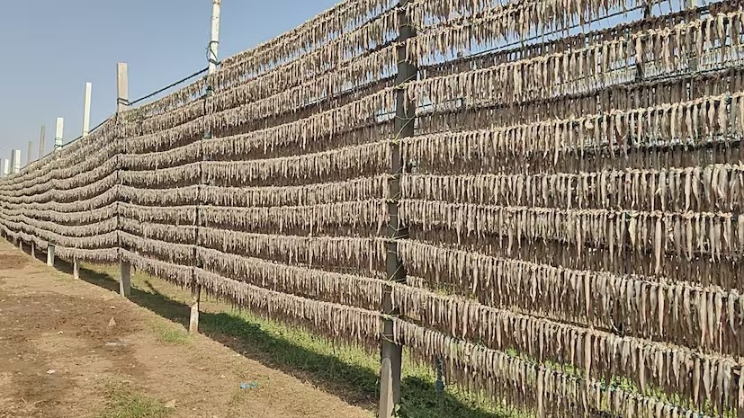 જાફરાબાદનું દરિયાઈ ધન: "Bombay Duck" માછલીથી કરોડો રૂપિયાનો વેપાર 2 Bombay Duck 2