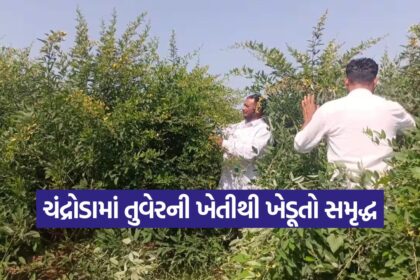 Toor Cultivation 1