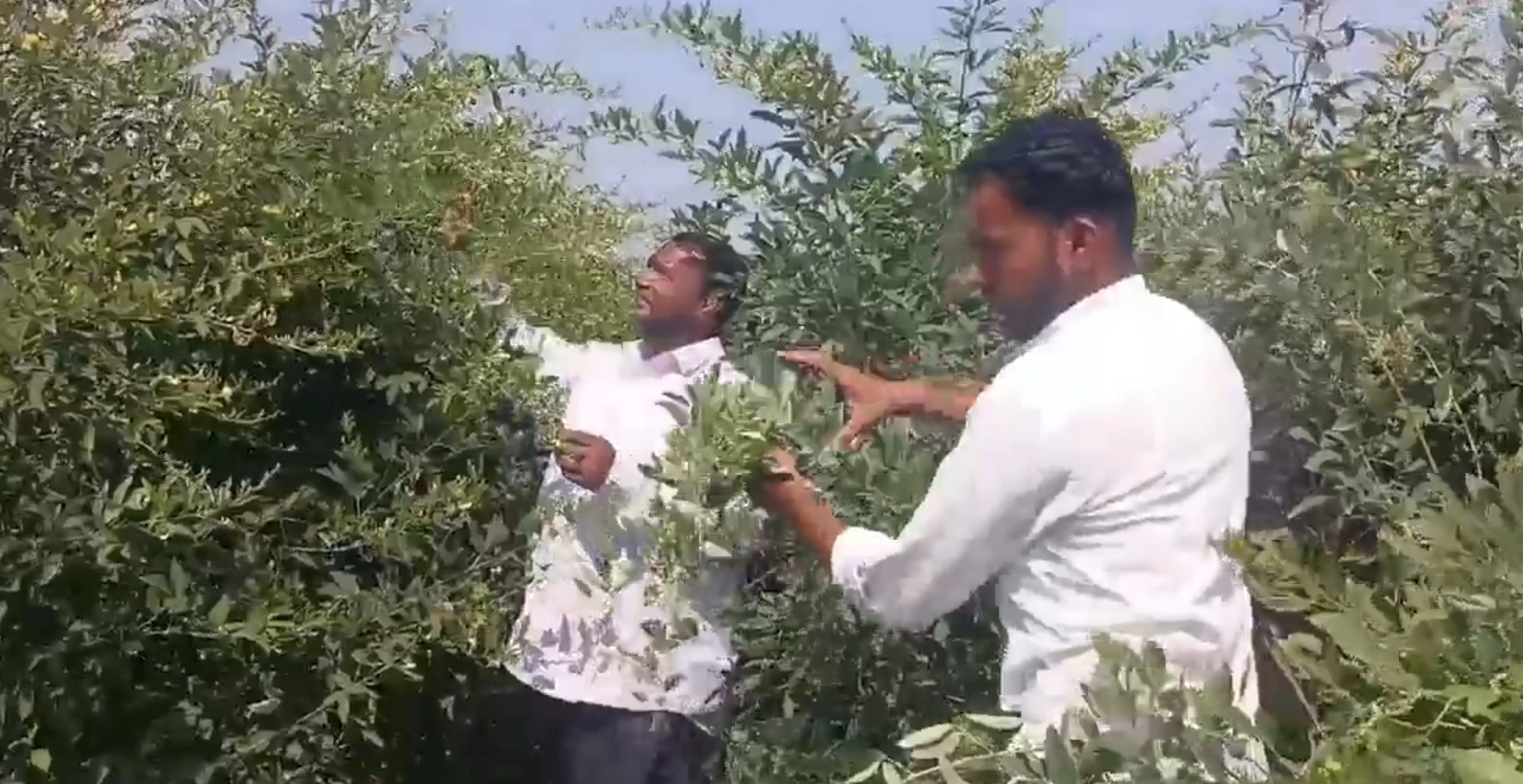 Toor Cultivation: ચંદ્રોડા ગામમાં ખેતીનો નવો ટ્રેન્ડ: તુવેરની ખેતીથી ખેડૂતોને વધુ નફો 3 Toor Cultivation 1
