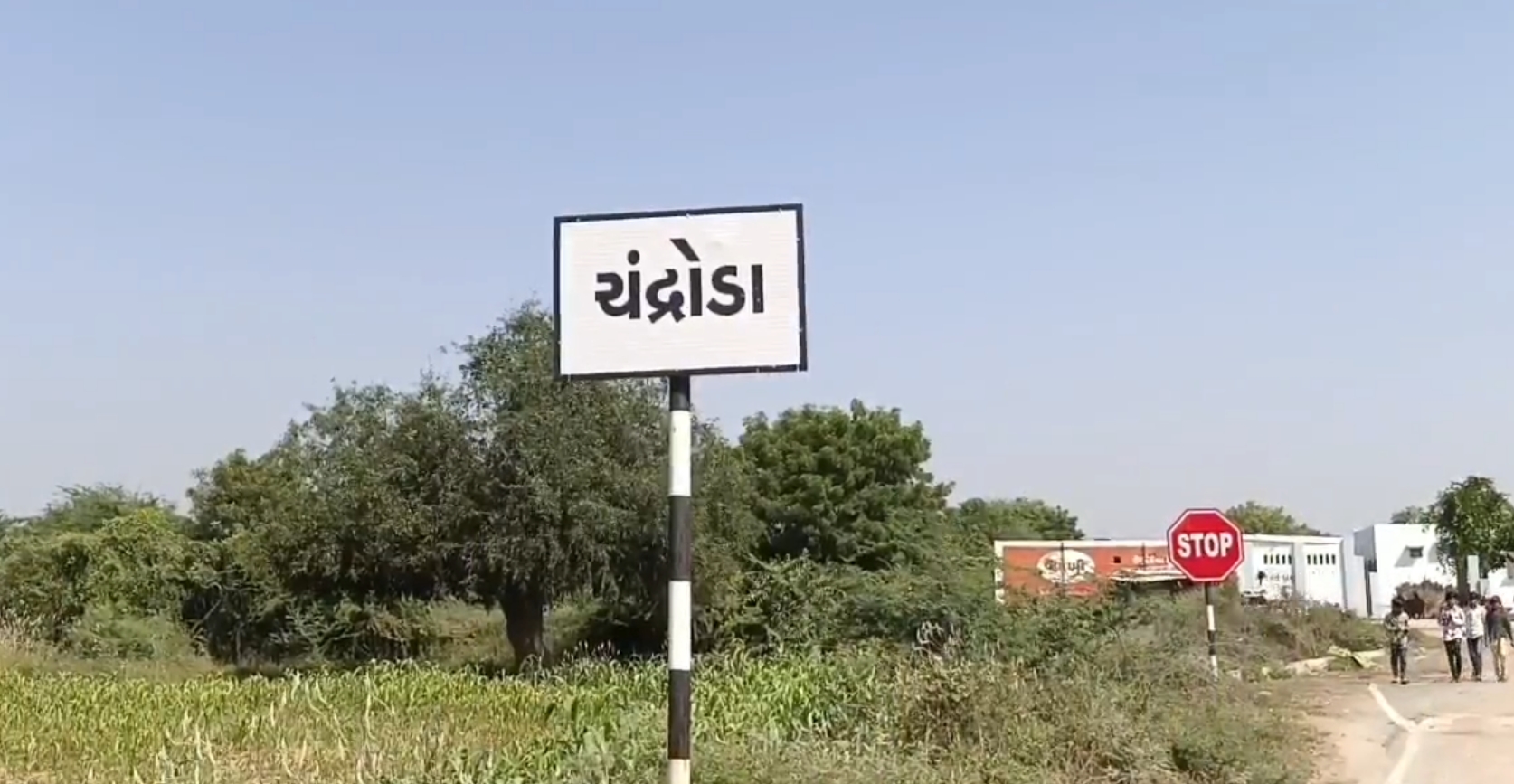 Toor Cultivation: ચંદ્રોડા ગામમાં ખેતીનો નવો ટ્રેન્ડ: તુવેરની ખેતીથી ખેડૂતોને વધુ નફો 2 Toor Cultivation 2