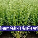Chickpea cultivation in Gujarat 1