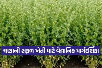 Chickpea cultivation in Gujarat 1