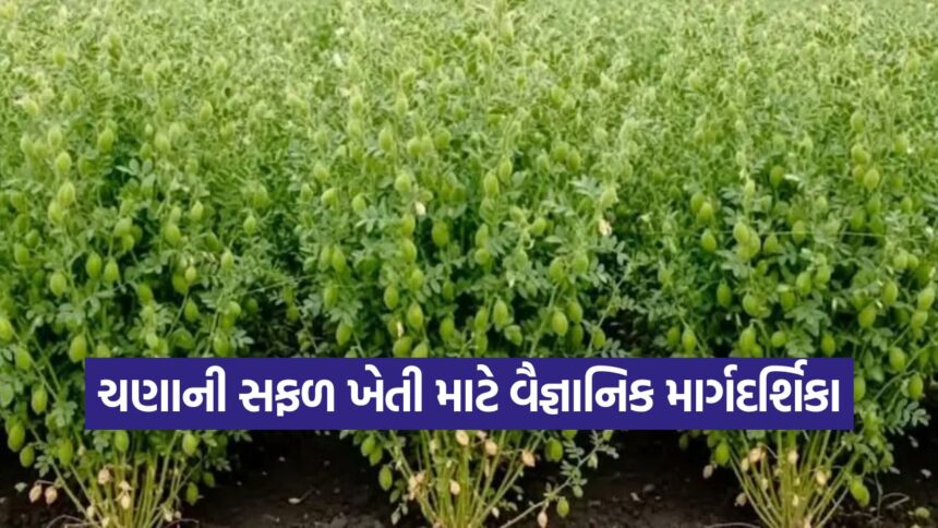 Chickpea cultivation in Gujarat 1