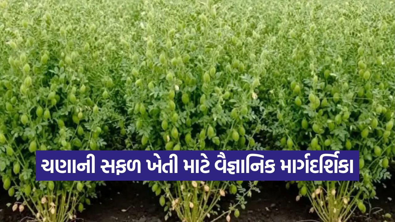 Chickpea cultivation in Gujarat 1