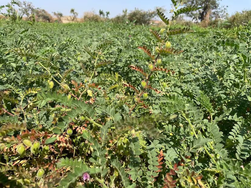 Chickpea cultivation in Gujarat: ગુજરાતના ખેડૂતો માટે ચણાની આધુનિક ખેતીની સંપૂર્ણ માર્ગદર્શિકા: યોગ્ય જમીન, જાતો અને ખાતર વ્યવસ્થાપન 3 Chickpea cultivation in Gujarat 1