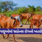 Chronic Johnes disease in cattle 1
