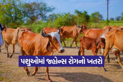 Chronic Johnes disease in cattle 1