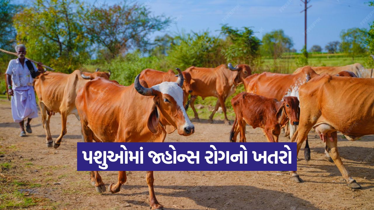 Chronic Johnes disease in cattle 1