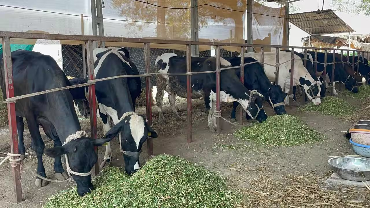 Chronic Johnes disease in cattle 2