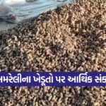 Amreli Groundnut Price Crisis 1